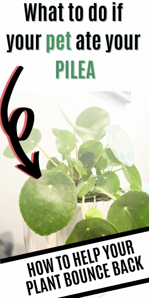 What to do if your pet ate your pilea