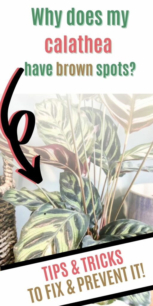 Why does my calathea have brown spots