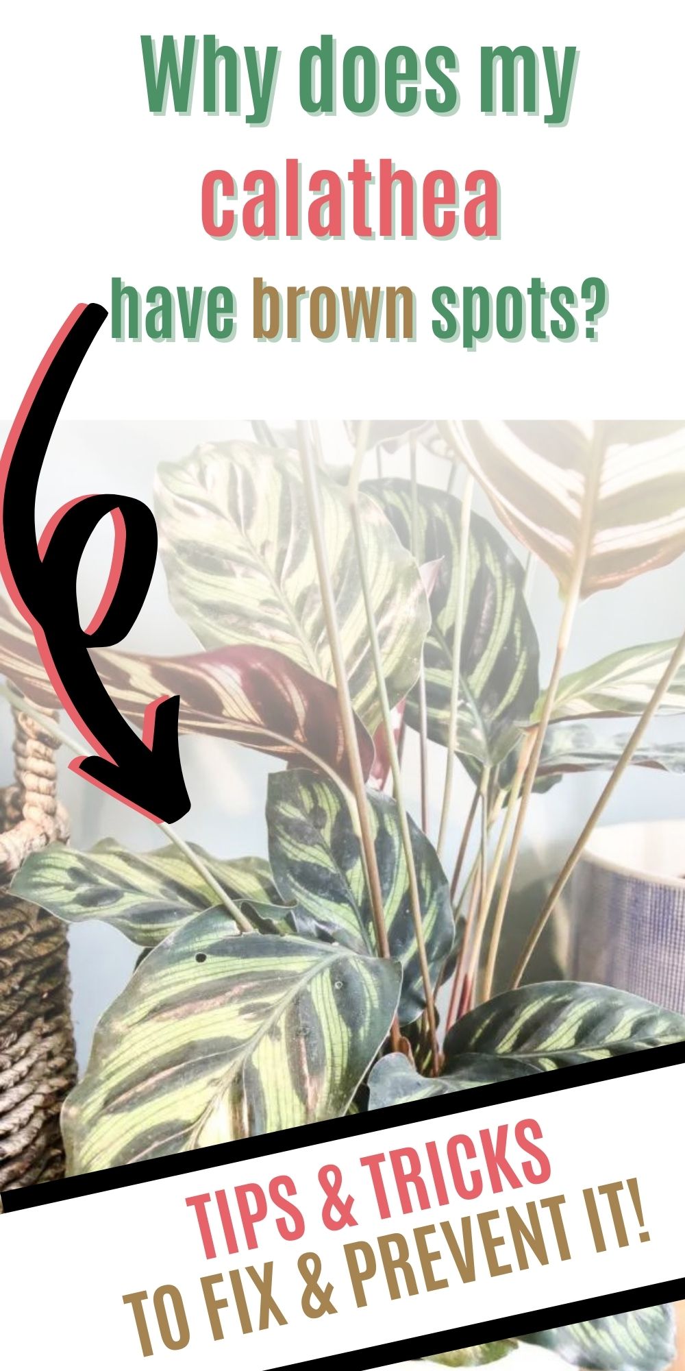 Why does my calathea have brown spots?