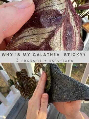 Why is my Calathea sticky