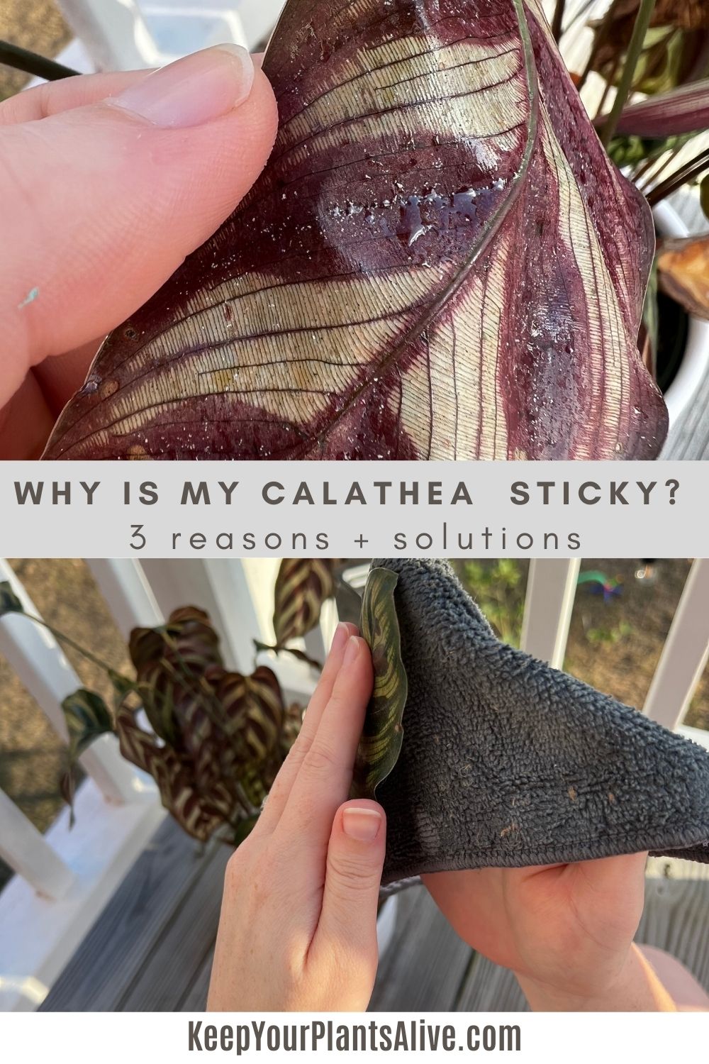 Why is my Calathea sticky