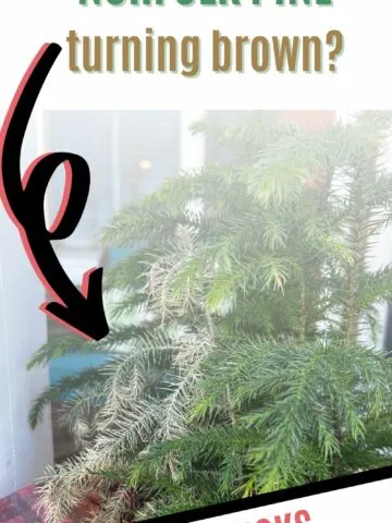 Why is my norfolk pine drying out + turning brown