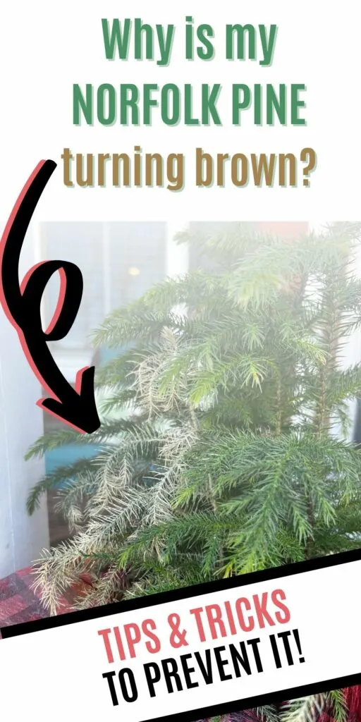 Advice for indoor Norfolk Pine branches drying out and dying? : r