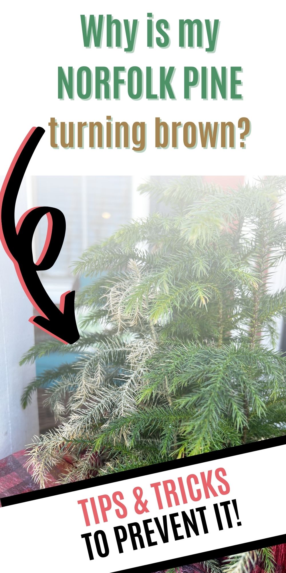 Why is my norfolk pine drying out + turning brown