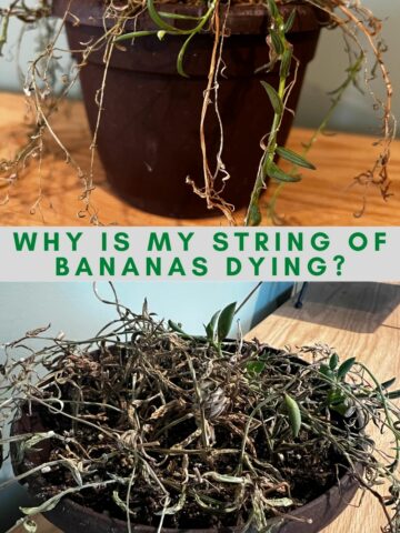 Why is my string of bananas dying