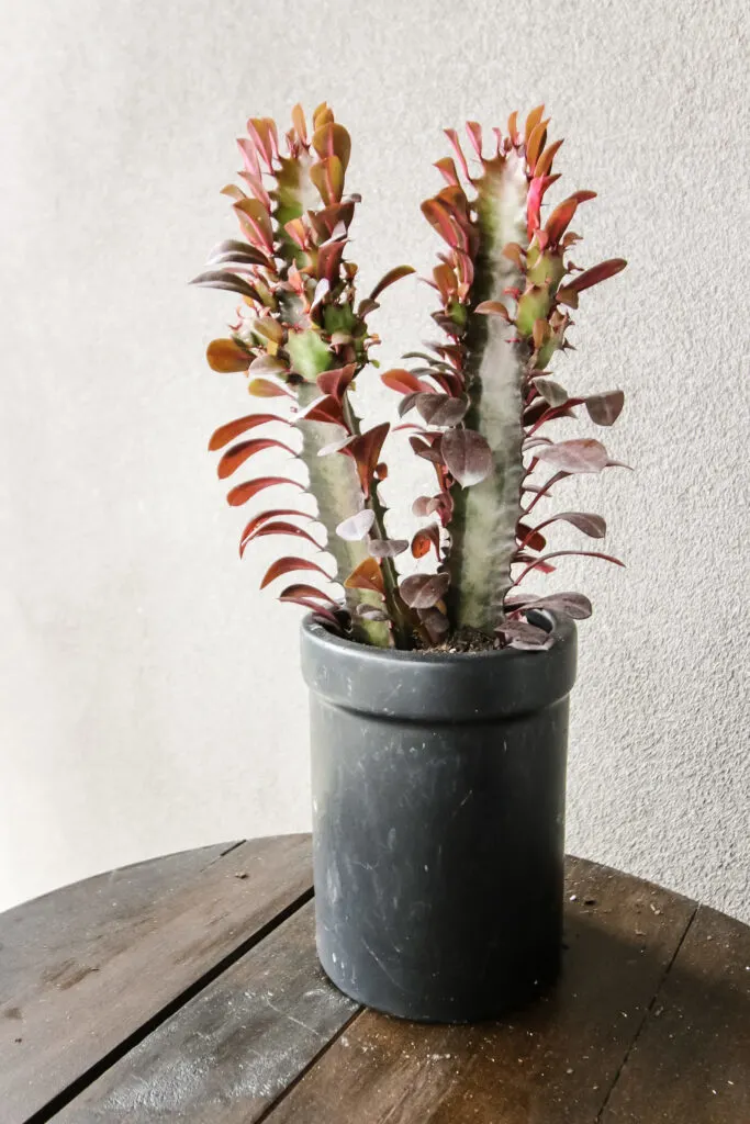 cactus in a pot