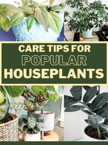 care-tips-for-popular-houseplants-683x1024