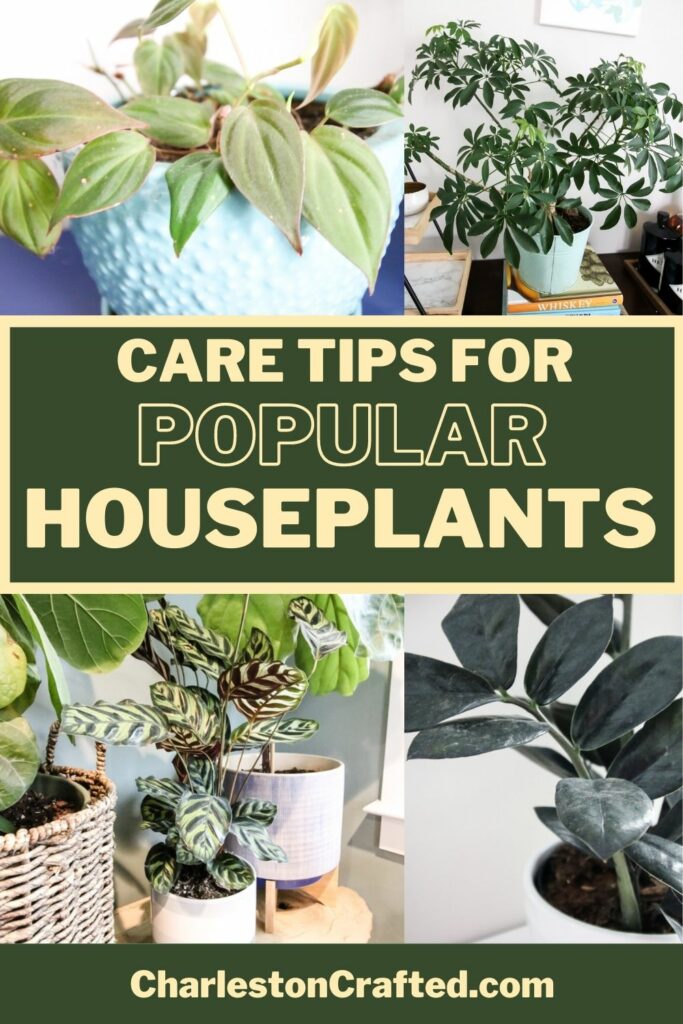 care-tips-for-popular-houseplants-683x1024