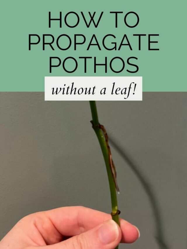 how to propagate pothos without a leaf