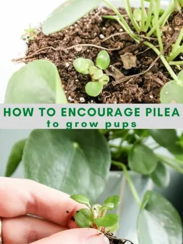 how to encourage a pilea to grow pups