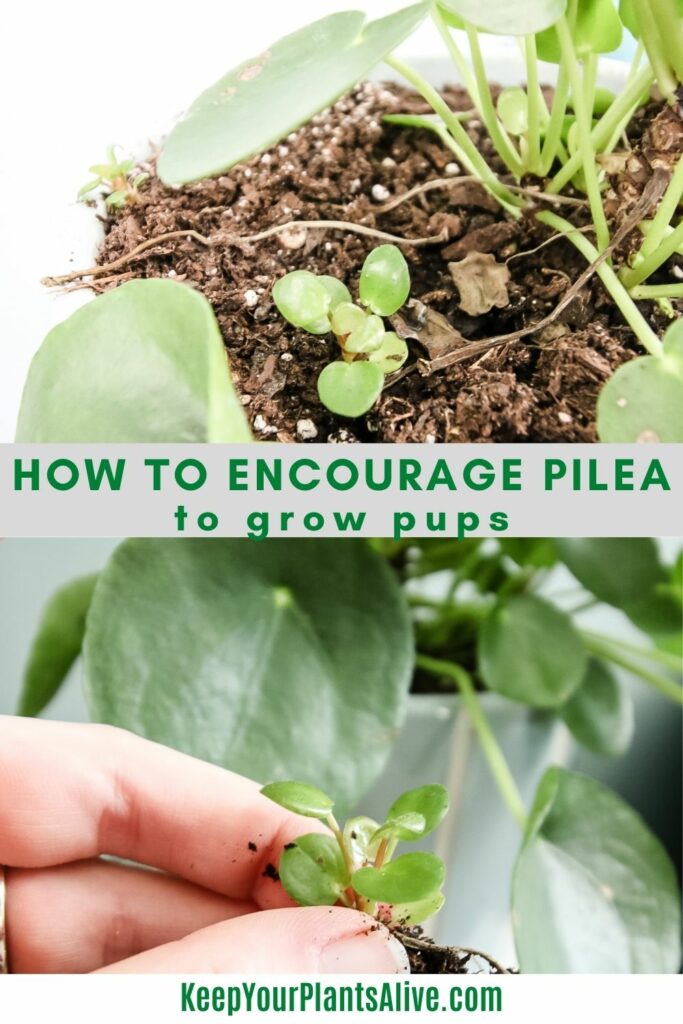 how to encourage a pilea to grow pups