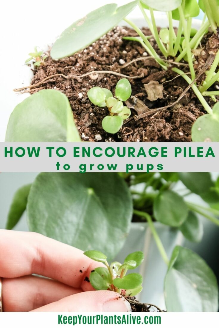 How to encourage pilea to grow pups - 10 ways! - keep your plants alive