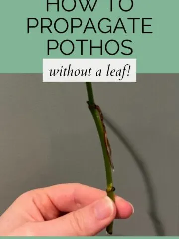 how to propagate pothos without a leaf