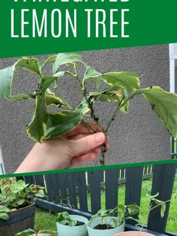 how to propagate variegated lemon tree