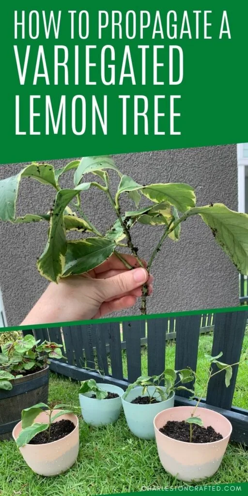 how to propagate variegated lemon tree
