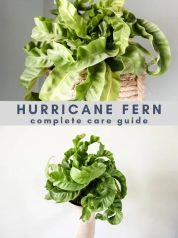 hurricane fern care guide