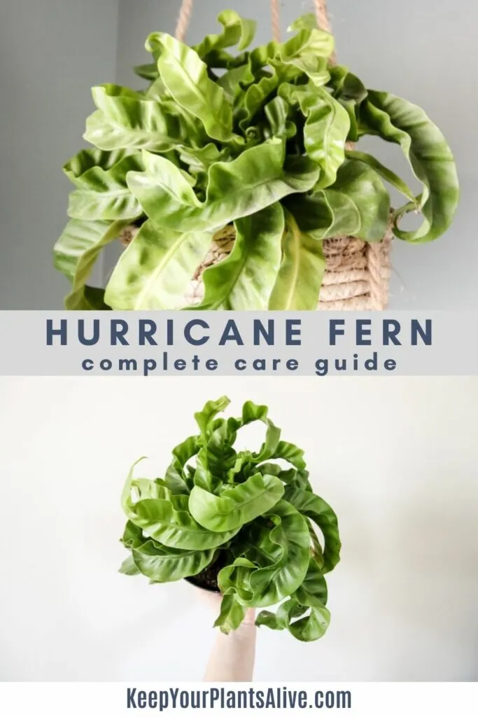hurricane fern care guide