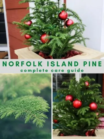 norfolk island pine care guide