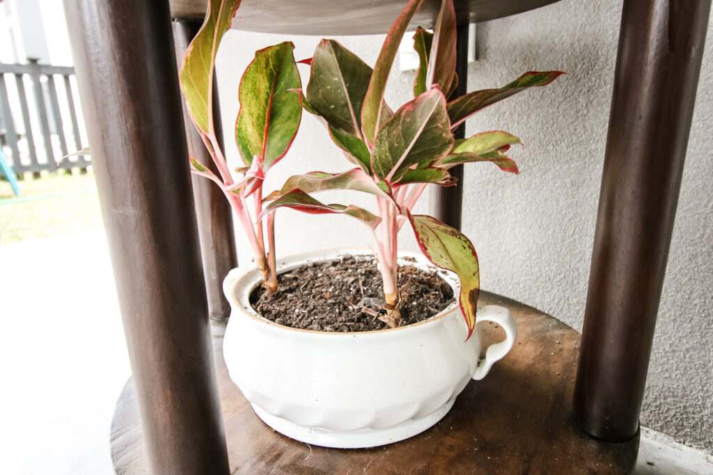 pink plant in a pot