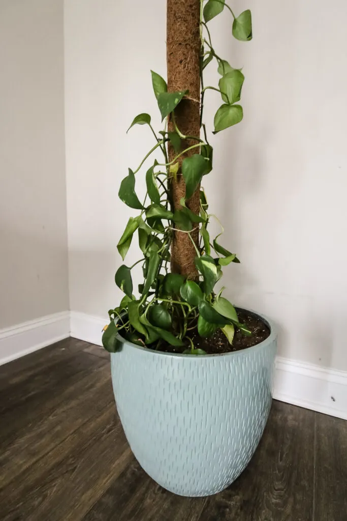 pothos growing up a moss pole