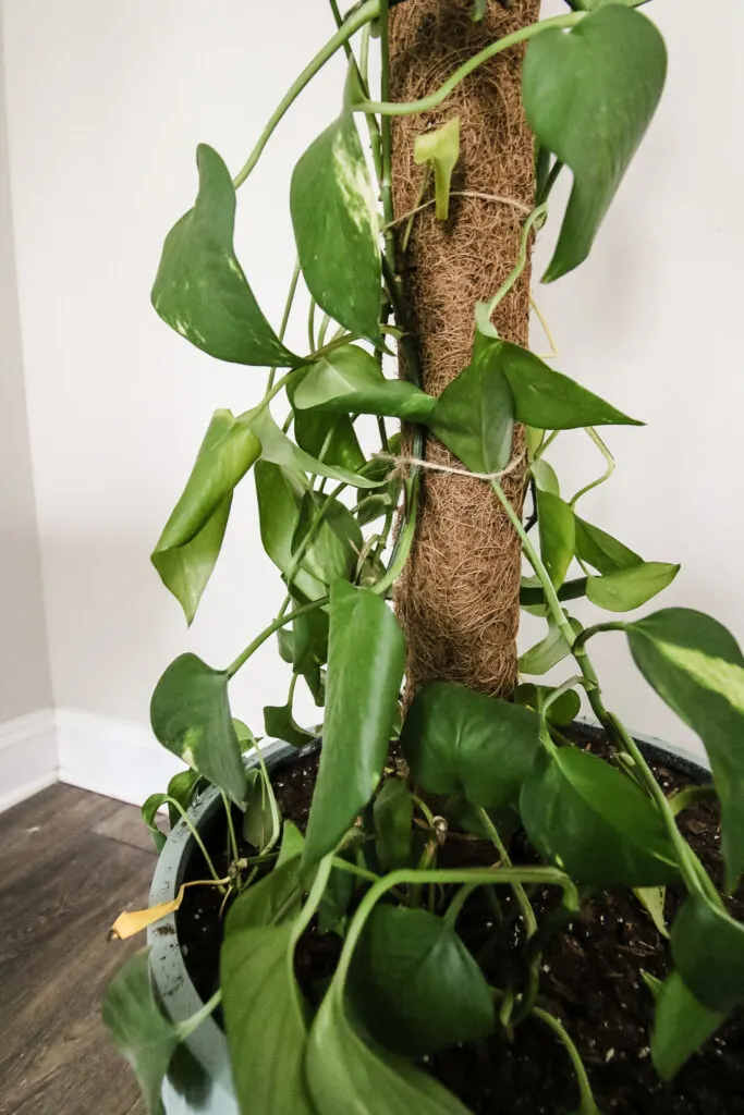 pothos growing up a moss pole