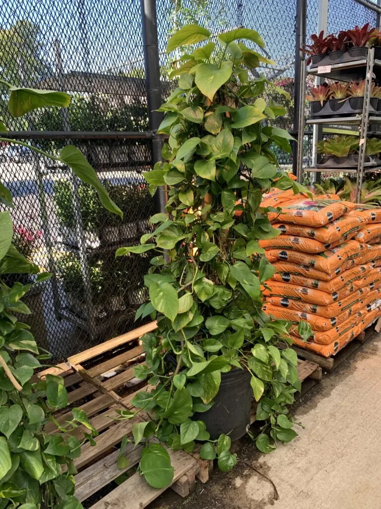 pothos moss pole at home depot