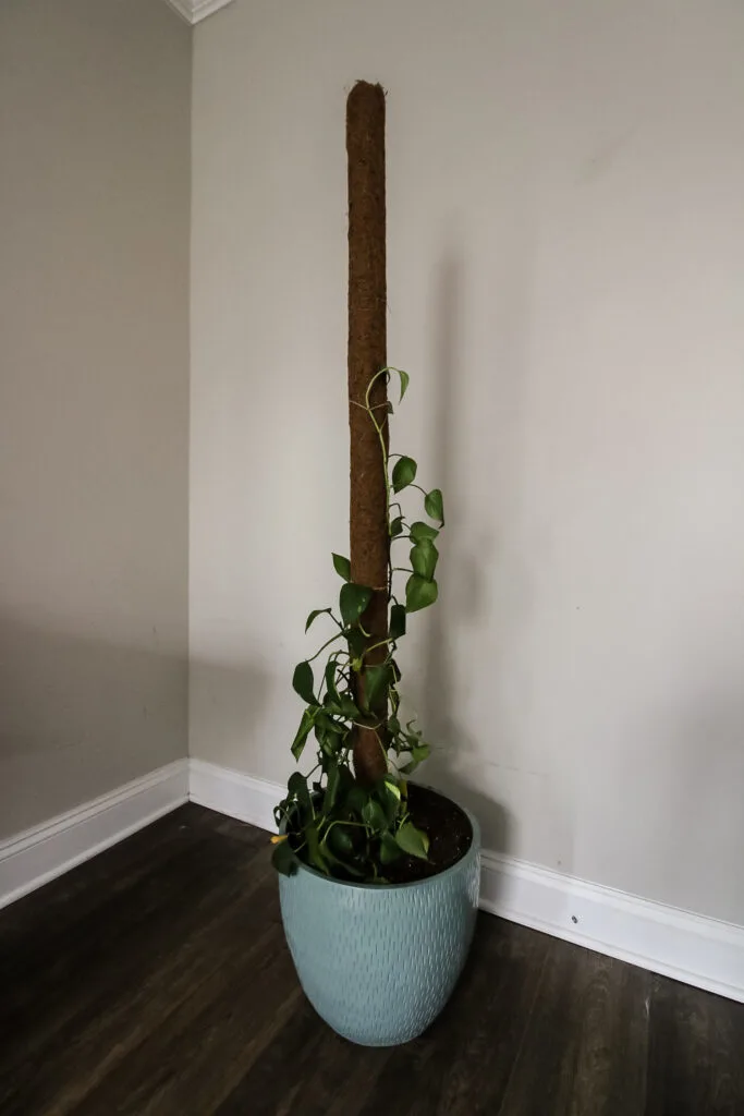 pothos moss pole