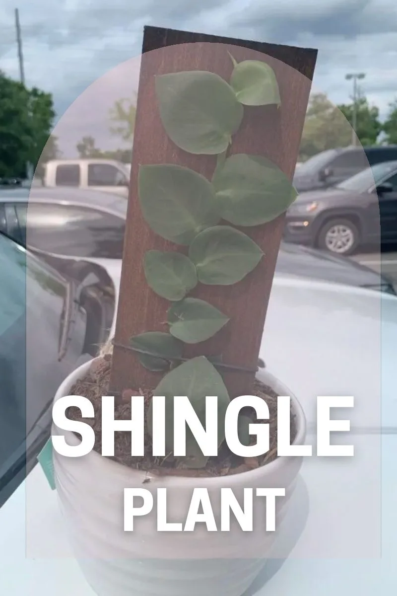 shingle plant