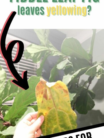why are my fiddle leaf fig leaves yellowing