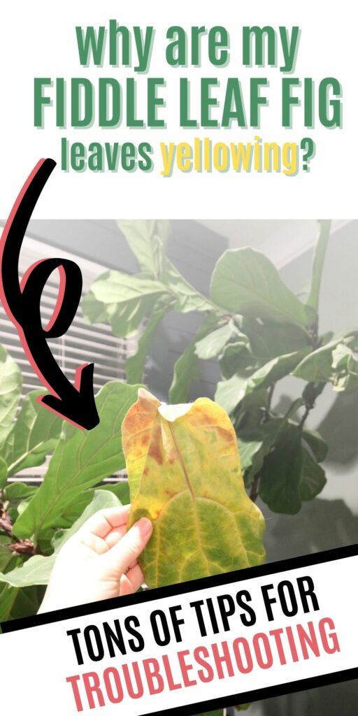 why are my fiddle leaf fig leaves yellowing