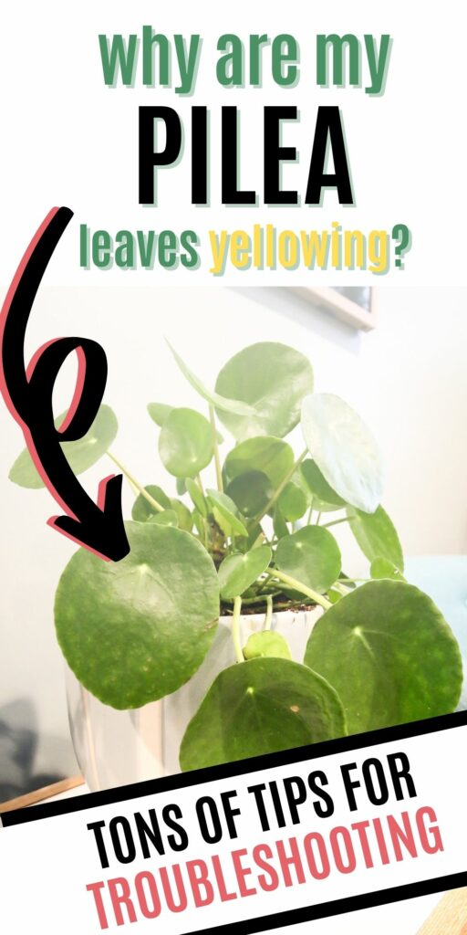 why are my pilea leaves yellowing