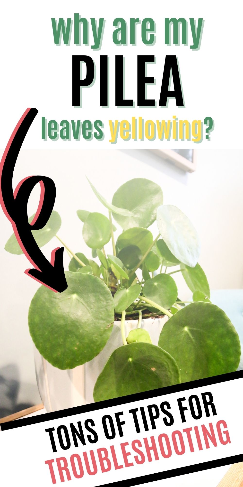 Why are my pilea leaves turning yellow?