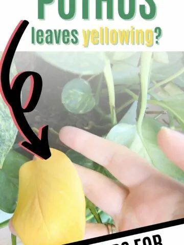 why are my pothos leaves yellowing