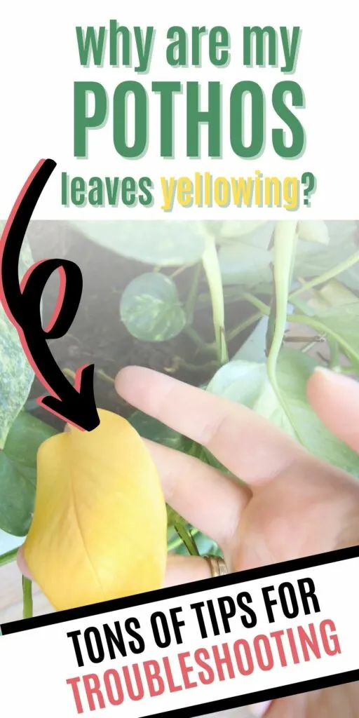 why are my pothos leaves yellowing
