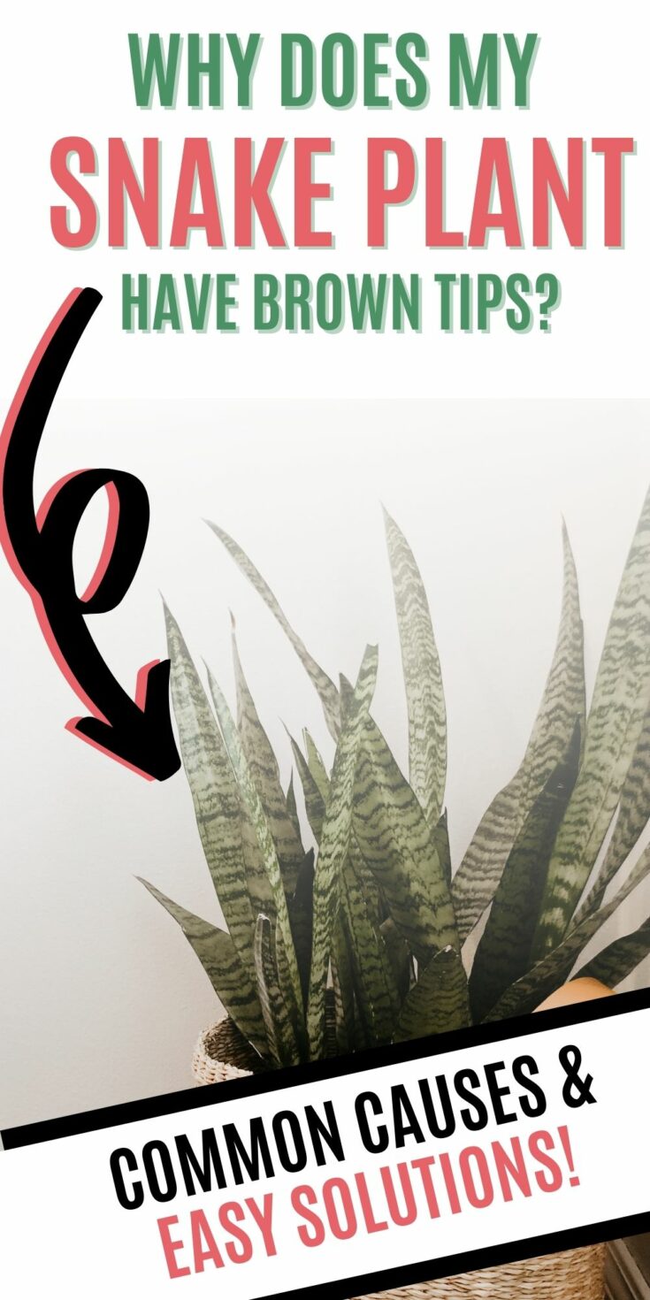 Why does my snake plant have brown tips? keep your plants alive