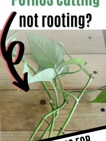 why is my POTHOS cutting not rooting