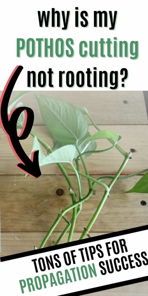 why is my POTHOS cutting not rooting