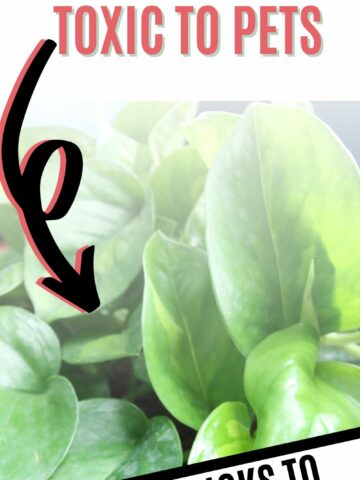 Are pothos plants toxic to cats and dogs