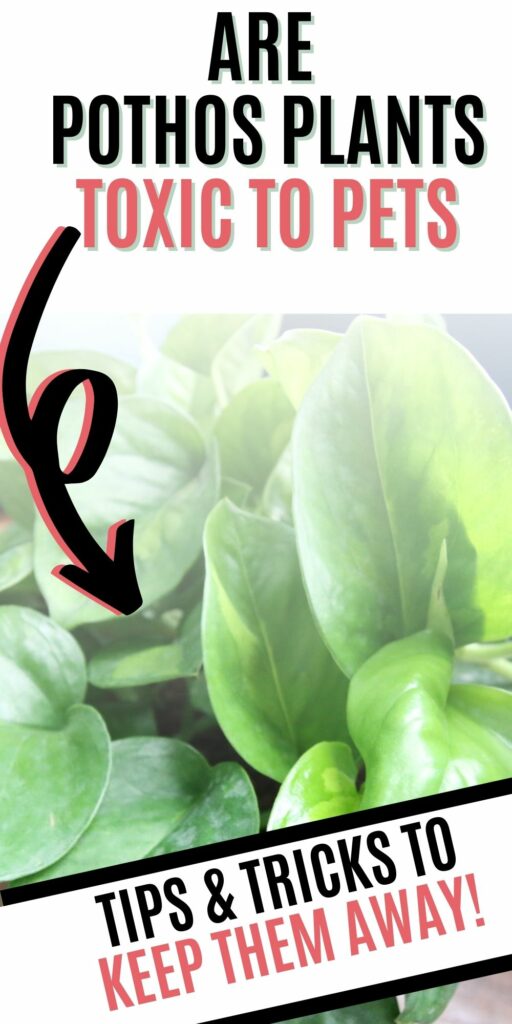 Are pothos plants toxic to cats and dogs