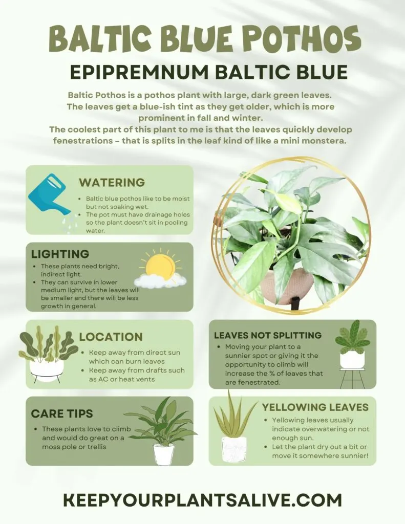 Baltic Blue Pothos plant care guide