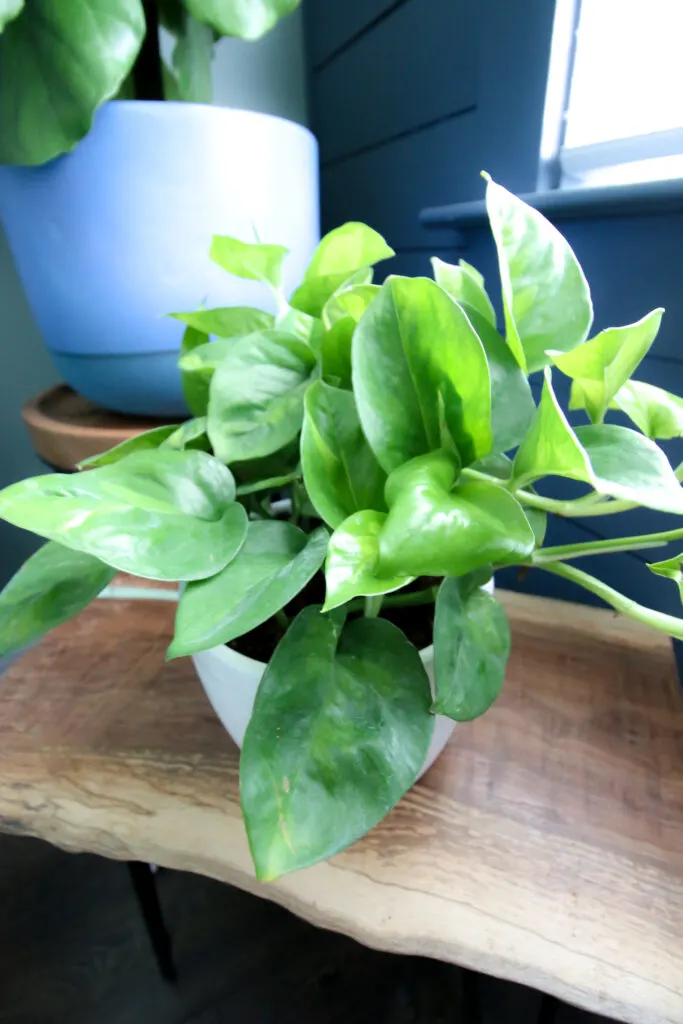 close up of global green pothos