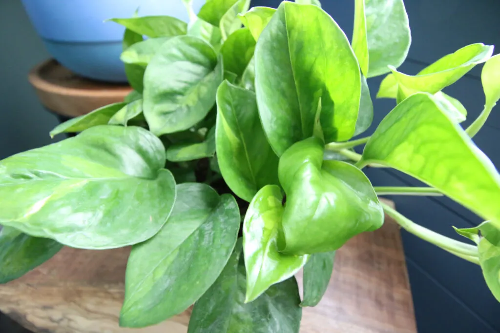 close up of global green pothos