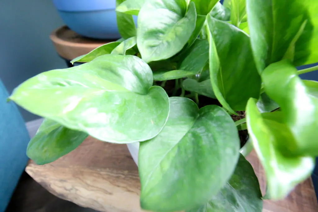 close up of global green pothos