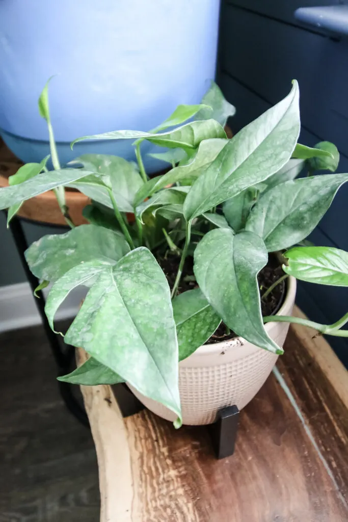 baltic blue pothos in a pot