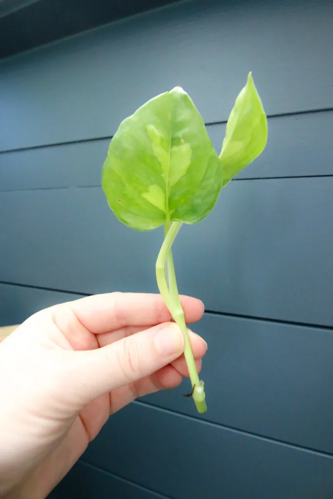 global green pothos cutting