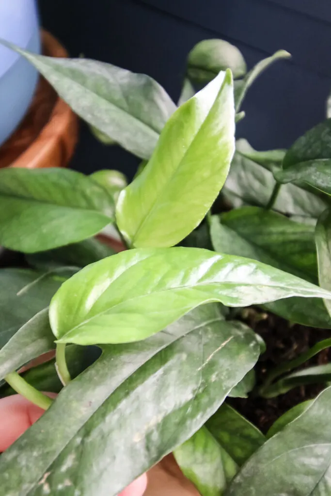 baltic blue pothos leaf close up