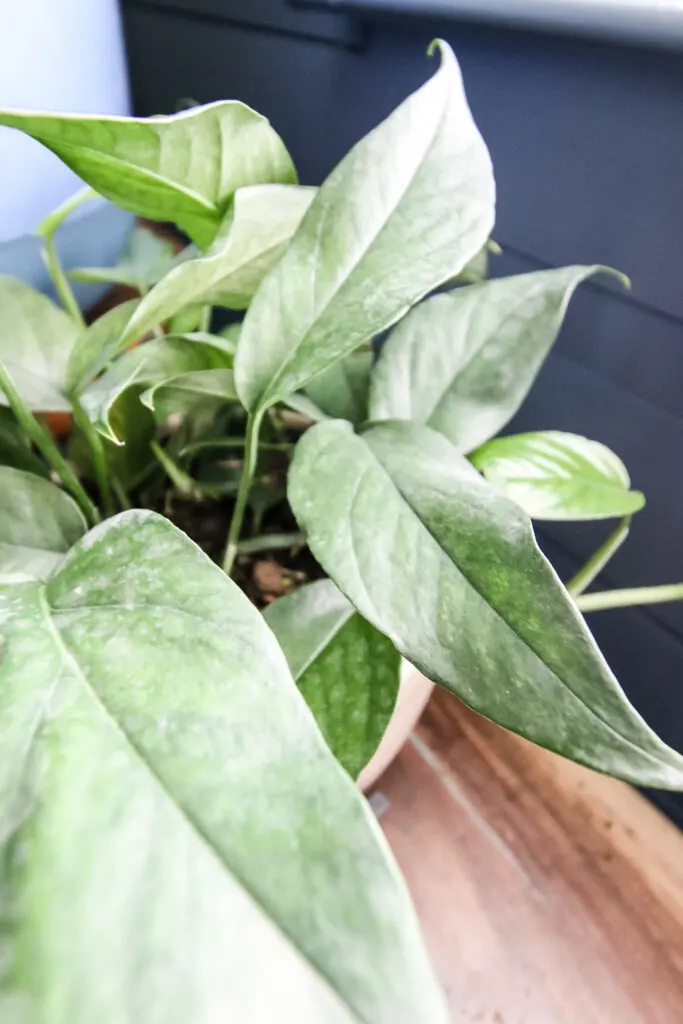 baltic blue pothos leaves