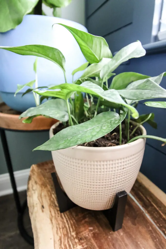 potted baltic blue pothos