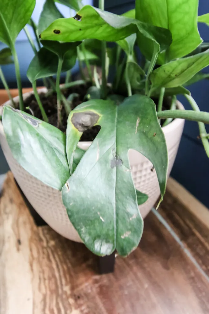 baltic blue pothos leaf brown spot