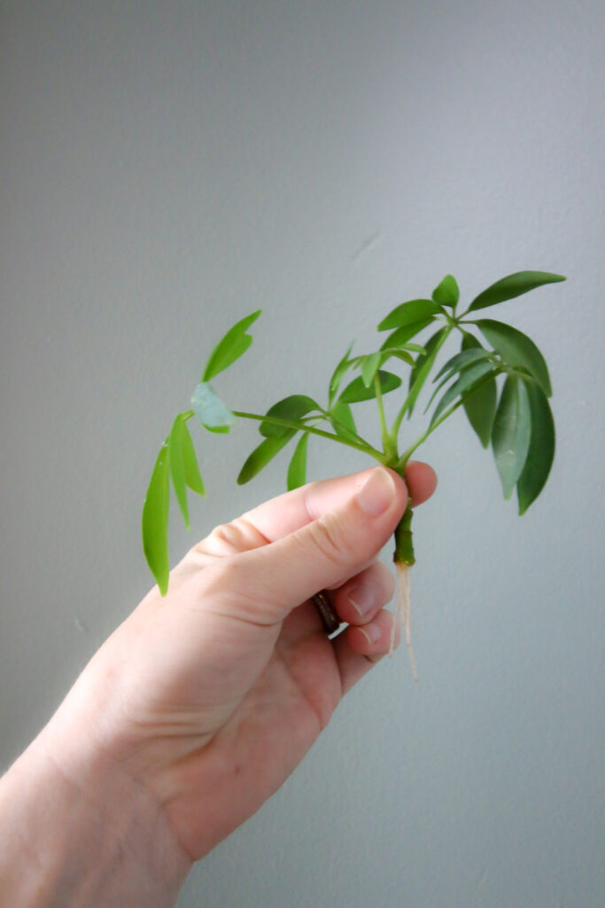 umbrella plant cutting